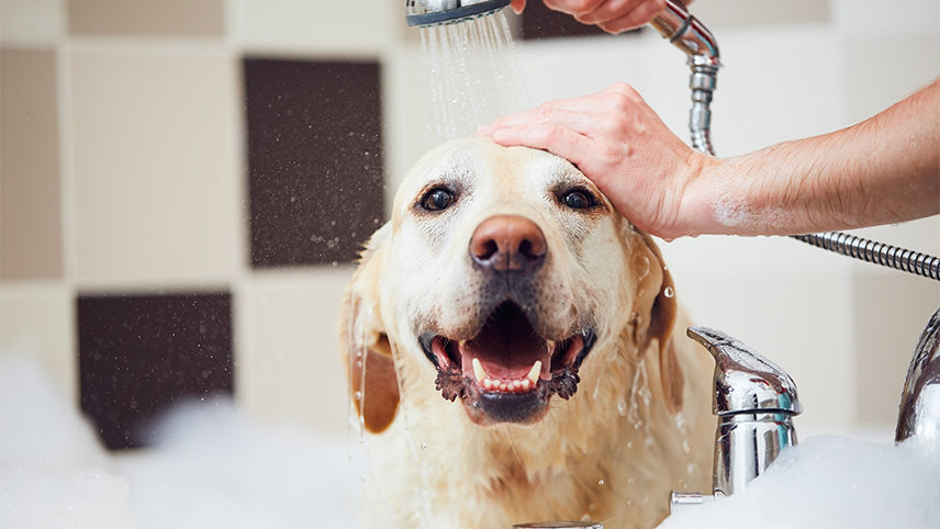 Giving a smiling dog a bath