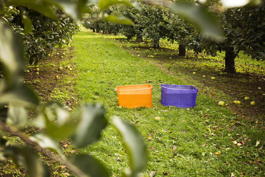 Totes filled with water sitting in an apple orchard