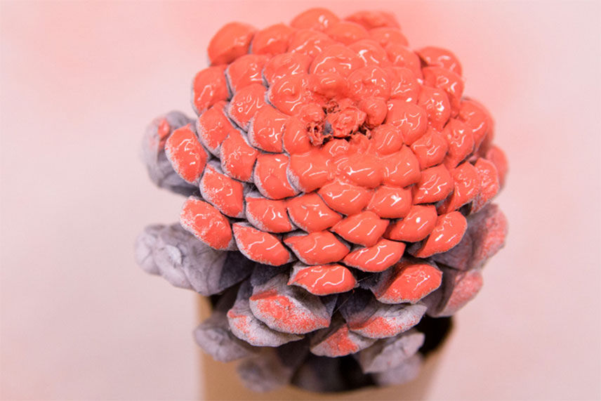 Pink spray paint on the bottom of a pinecone 
