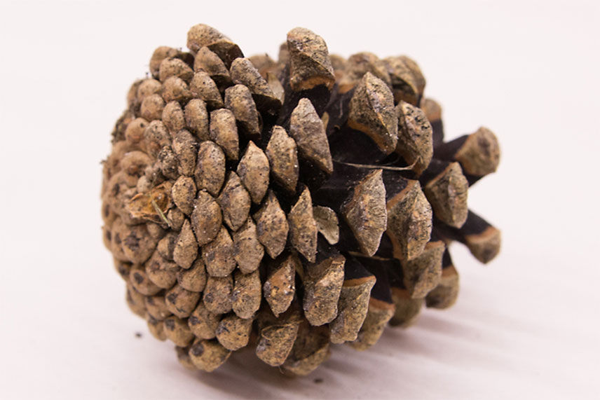close up of a pinecone 