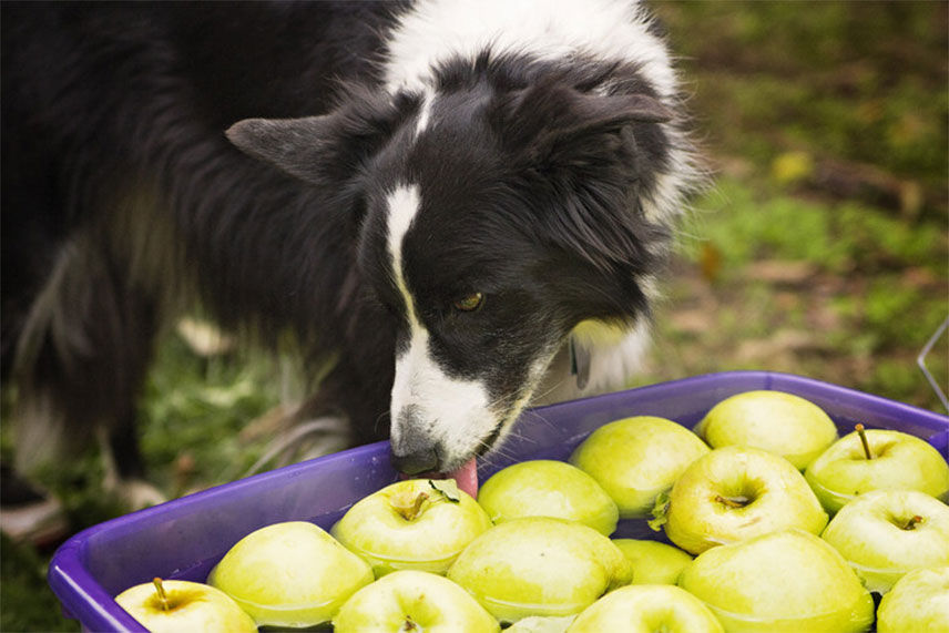 Piper, the Smith's Orchard family dog, licking apples