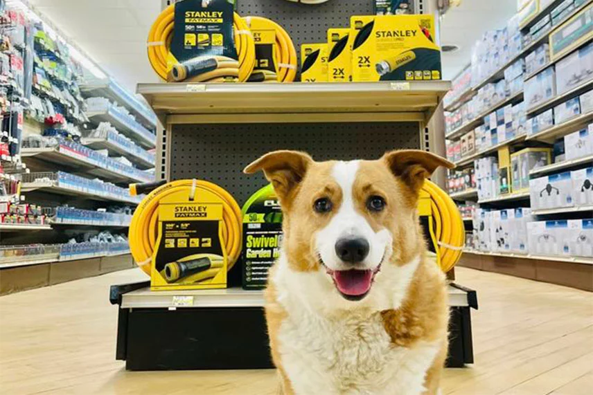 Photo of a dog infront of Stanley products