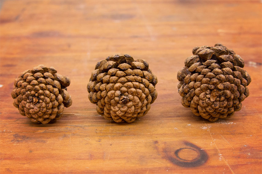 three pinecones sitting on a wooden board