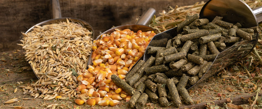 animal feed