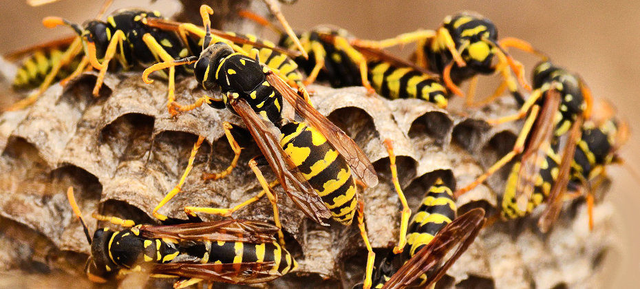 A close up black and yellow wasps on their hive