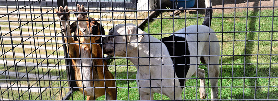 Two dogs in a dog run
