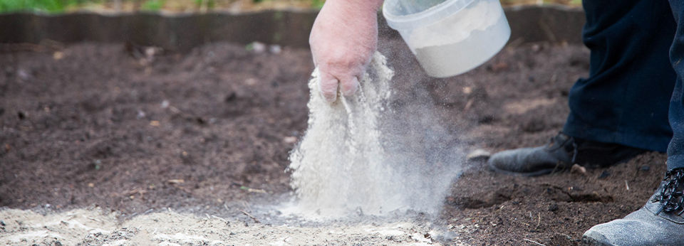 A person spreading garden lime on soil