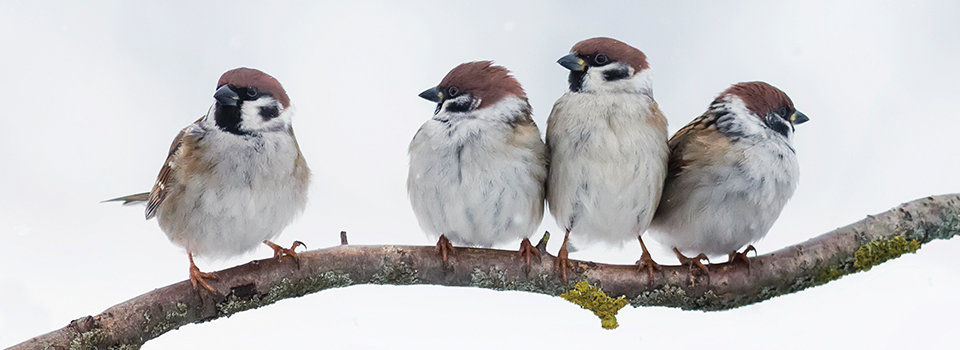 Birds perched on a treen branch huddled together to keep warm