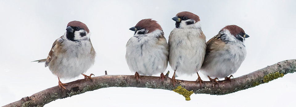 Remote-controlled device helps trap box-nesting birds - The Wildlife Society