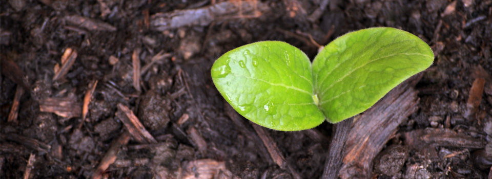 plant growing from wet moss alternative