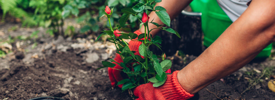 person planting a rose garden