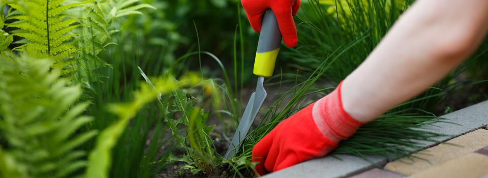person pulling weeds in a garden