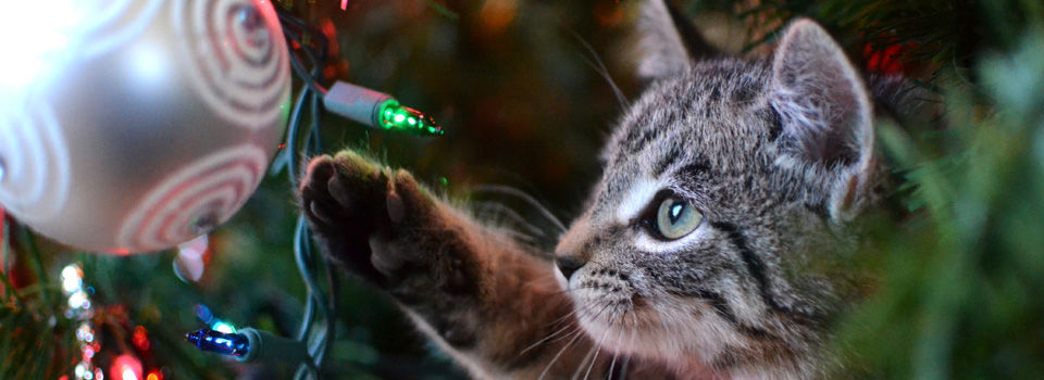 cat pawing at ornament on a christmas tree