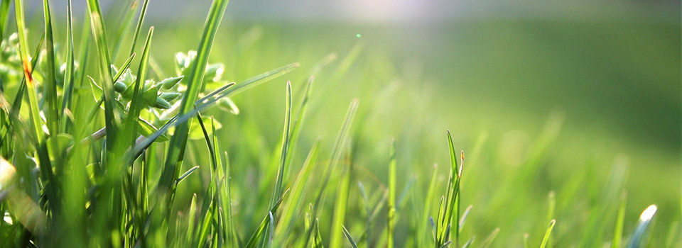 A close up of green grass growing 