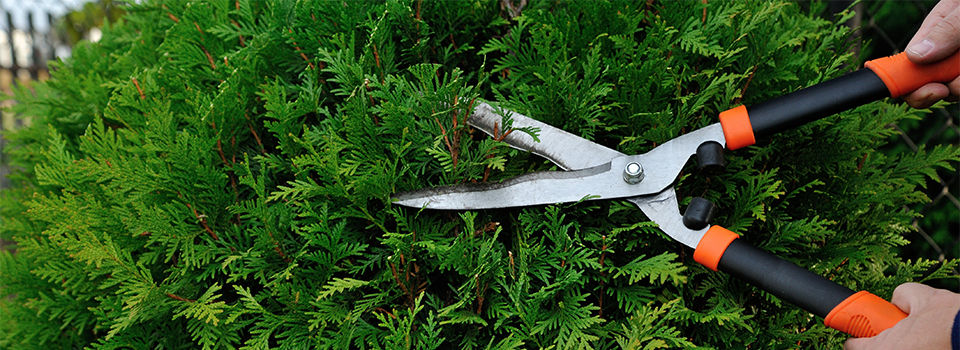 Trimming a shrub
