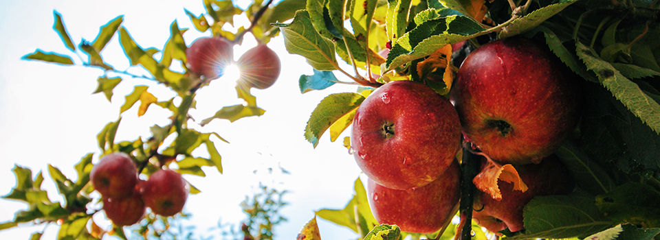 Apples hanging from a tree branch ready to be picked