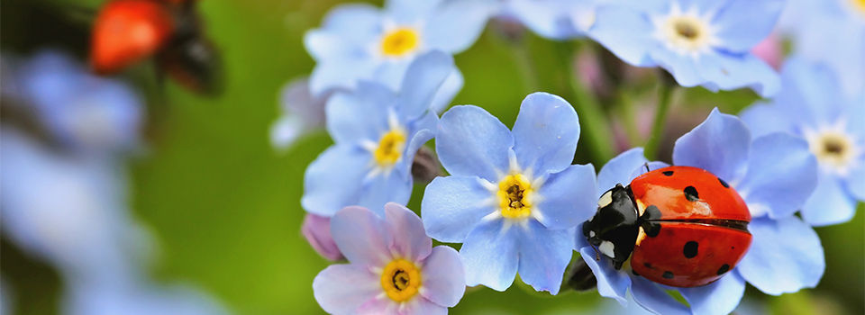 Lady bugs sitting on forget-me-not flowers
