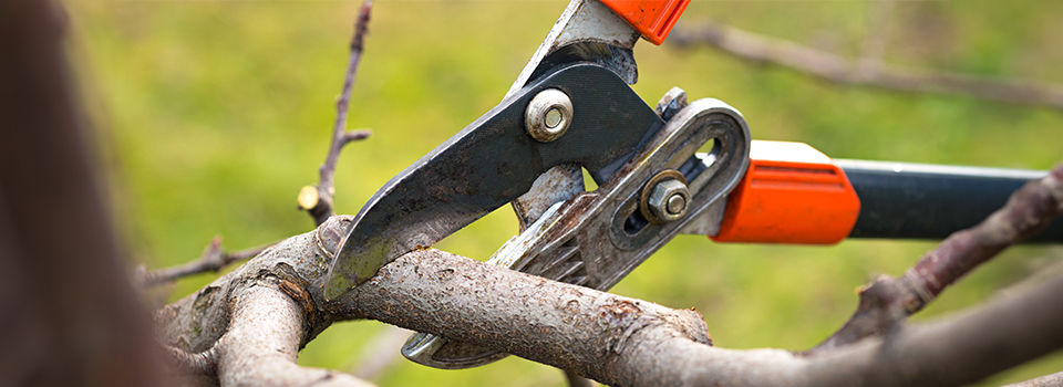Trimming tree with pruners