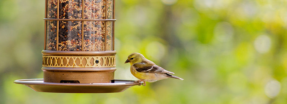 Small bird perched on the edge of a bird feeder