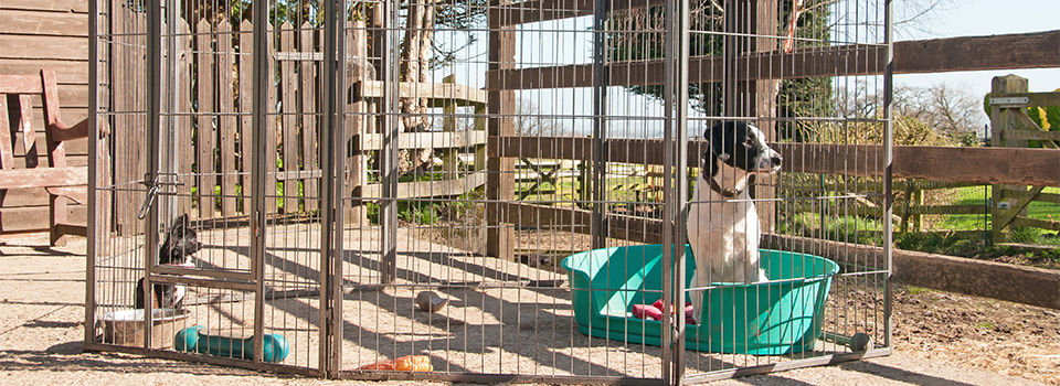 Dog kennel