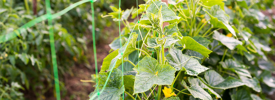 Build a DIY Trellis