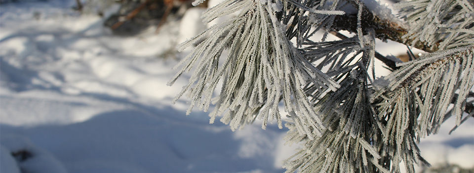 A pine tree covered in snow and frost
