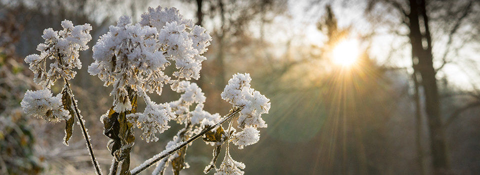 5-plants-that-withstand-cold-do-it-best