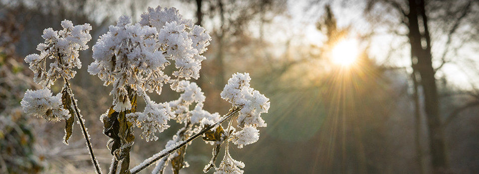 Cold weather plants