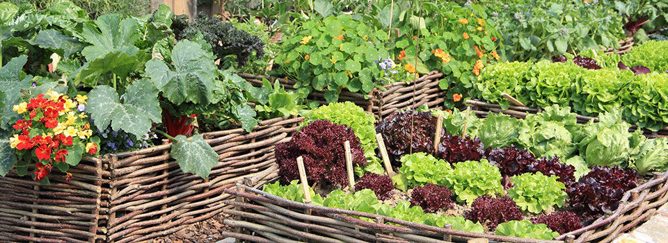 Raised garden beds of fruits and vegetables