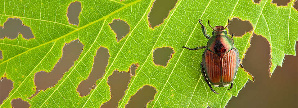 Garden pest