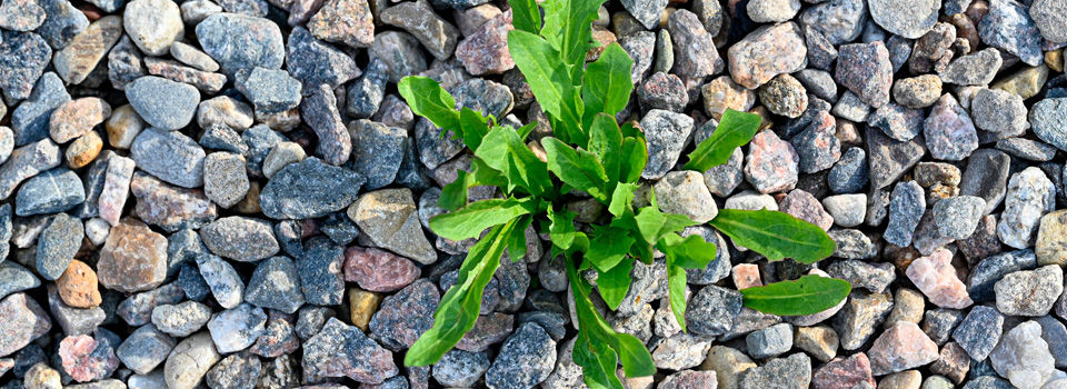 Weeds in gravel