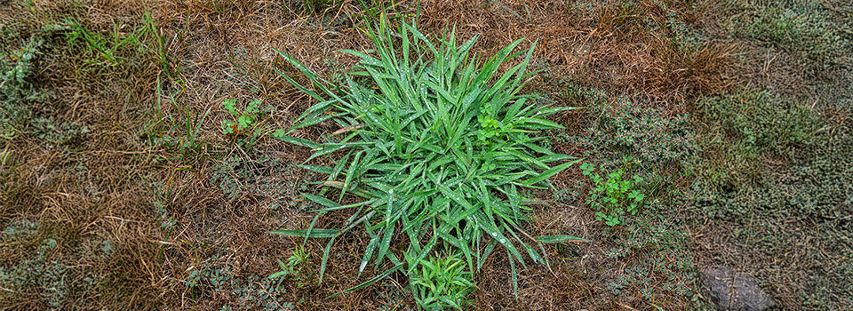 Unkempt garden yard with crab grass and clover weeds