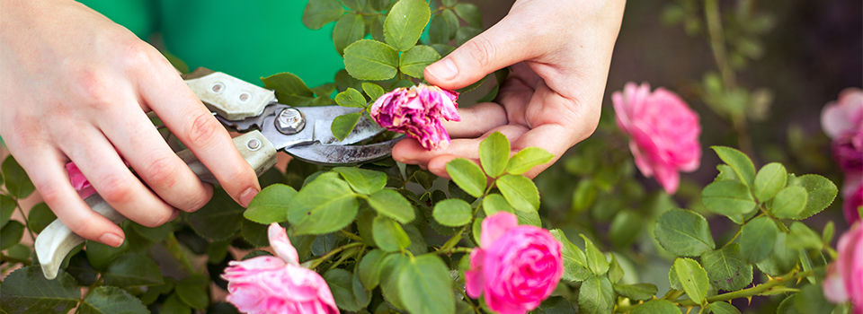 A person using garden pruners to deadhead roses