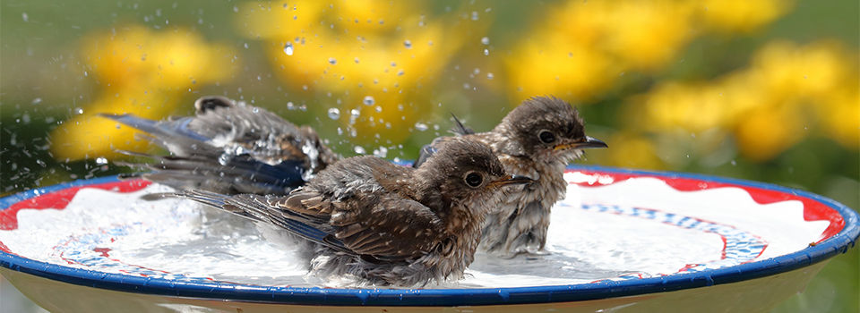 Decorative Plate used as DIY Bird Bath