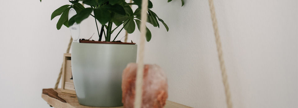 Final plant