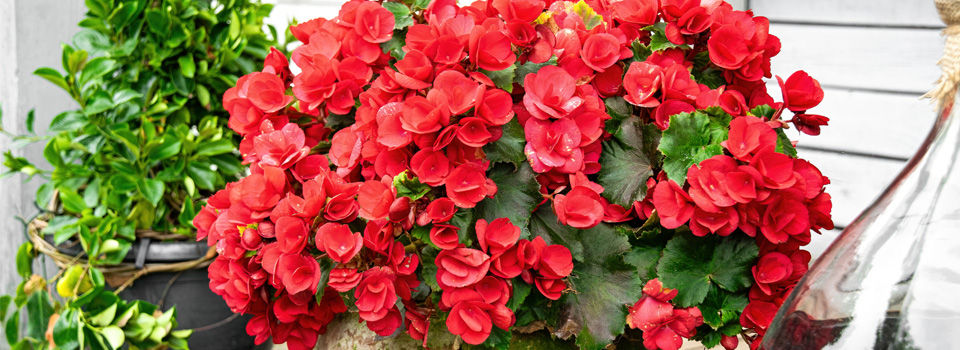 Poinsetta
