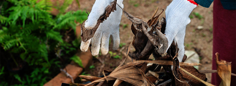 A person cleaning up leaves