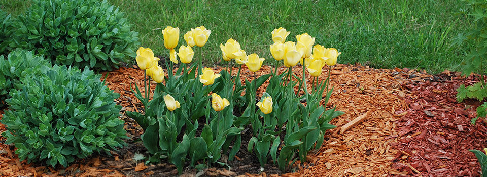 Yellow and red tulips, Sedum telephium 'Herbstfreude', Heuchera on the flowerbed, sprinkler with orange and red dyed mulch. Ornamental plants for landscaping