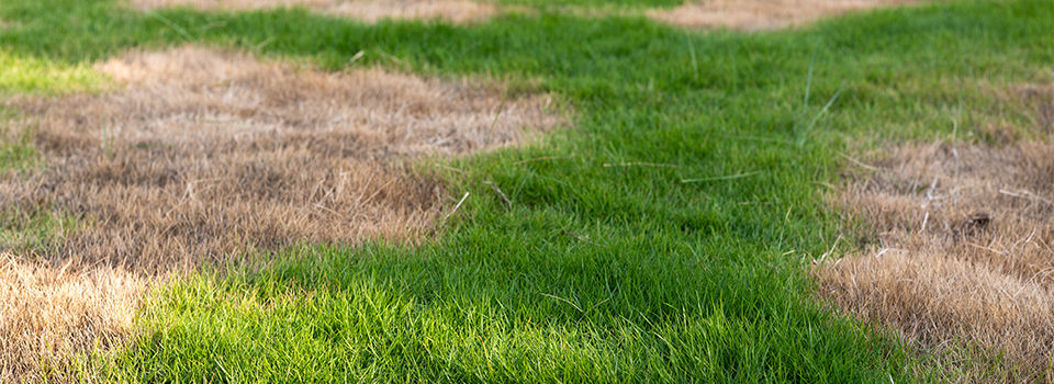 Green Lawn with Brown Spots