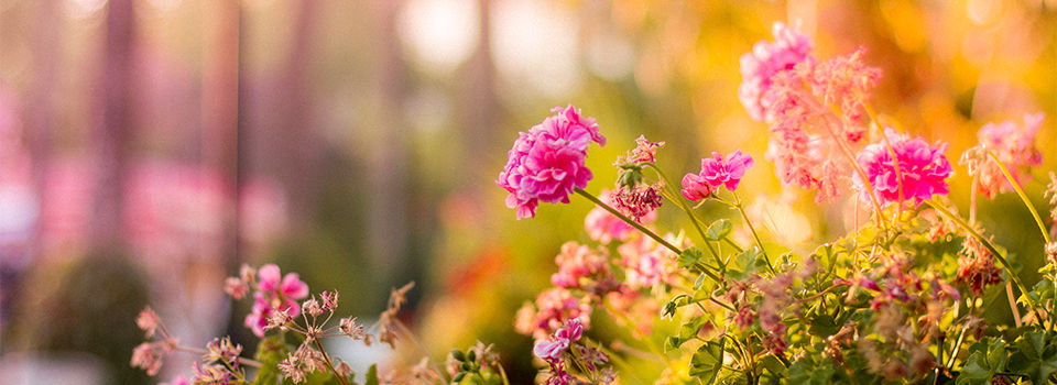 Pink flowers