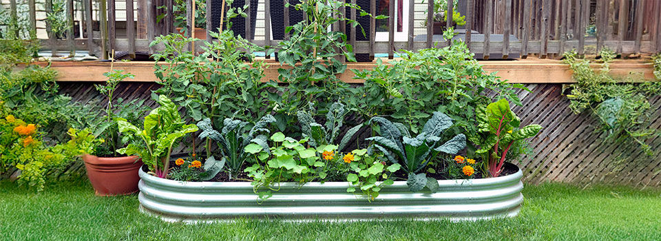 Vegetables and flowers grow together in an edible garden inside a galvanized metal raised bed. Concept of portable gardens for renters, and gardening for health.