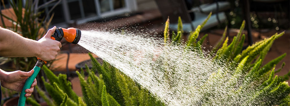 Watering outdoor plant with garden hose