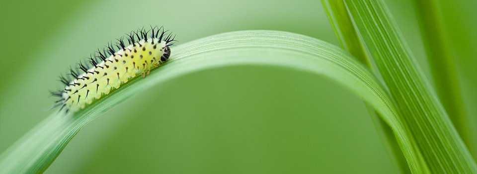 Caterpillar on a leaf