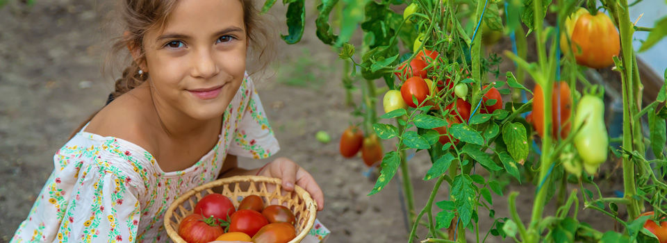 girl picking tomatoes in garden