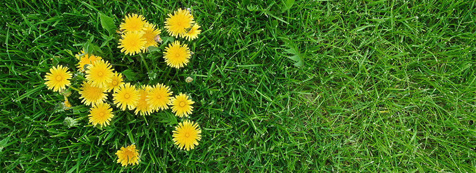 A close-up of a cluster of yellow dandelions on a green grassy lawn