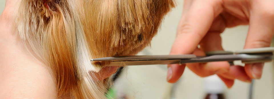 A dog getting a trim