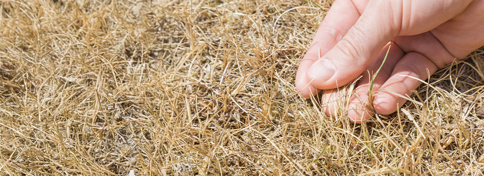 Man's hand showing the dried grass without rain for a long time. Closeup. Hot summer season with high temperature. Low humidity level. Environmental problem. Global warming.
