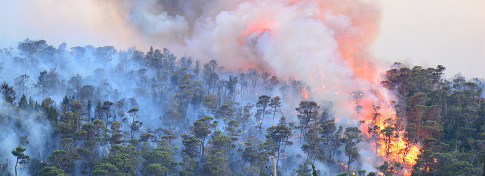 Wildfires