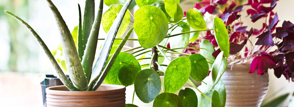 Indoor plants