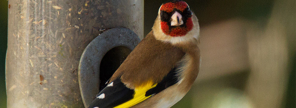 How to clean a bird feeder
